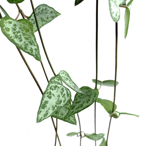 Ceropegia-String-of-Spades-2-510x510.png