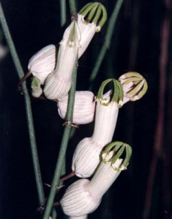 ceropegia_ampliata.jpg