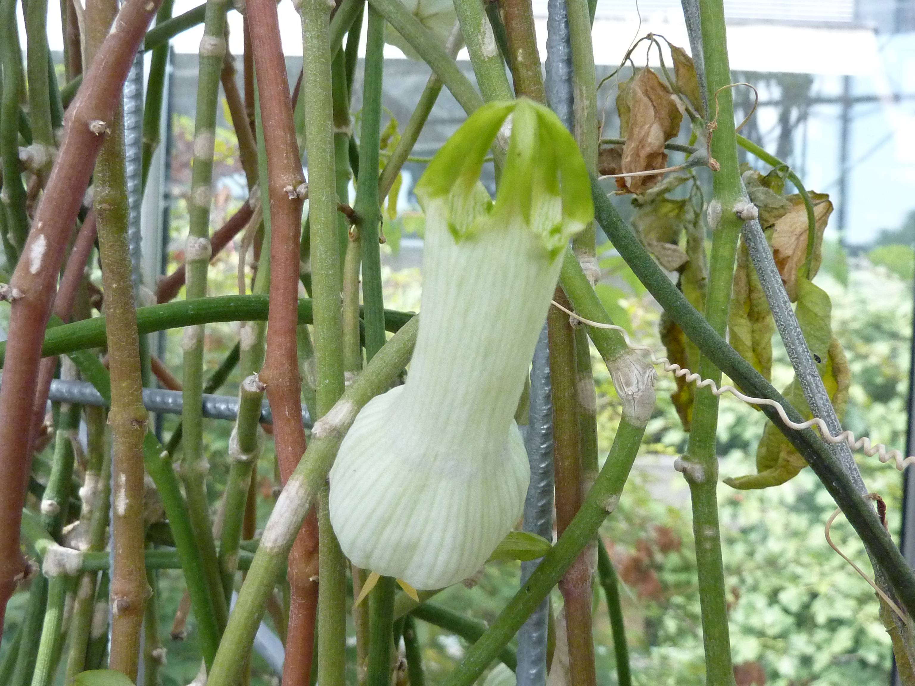 Ceropegia_ampliata_-_Basel_-_2.jpg