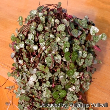 Ceropegia_woodii_14921_m.jpg