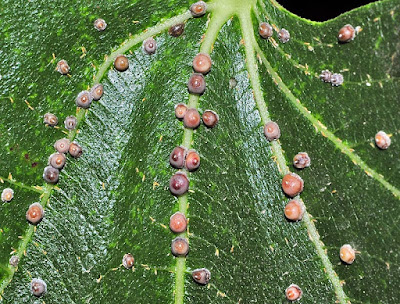 Ceroplastes%2Brusci%2B%25282%2529.jpg
