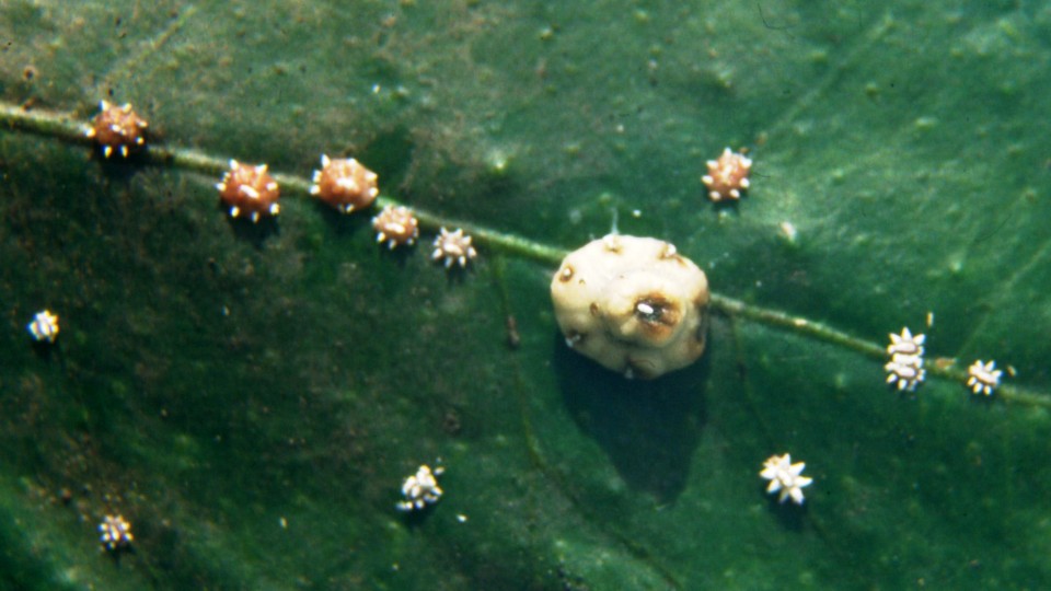 Ceroplastes-sinensis.jpg