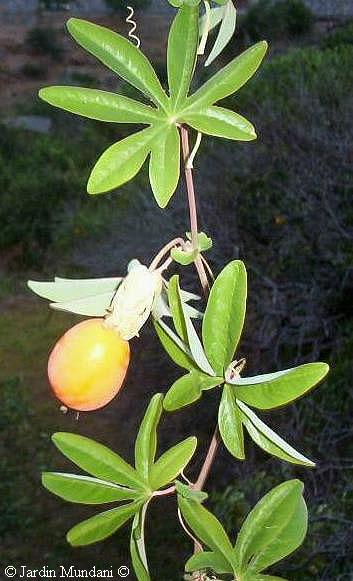 cerulea.jpg