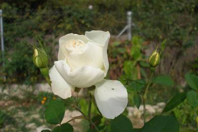 Cervantes_i_olivella_200_Small_.jpg