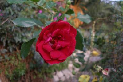 Cervantes_i_olivella_208_Small_.jpg