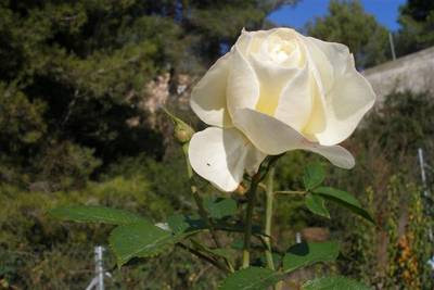 Cervantes_i_olivella_244_Small_.jpg