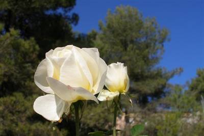 Cervantes_i_olivella_250_Small_.jpg