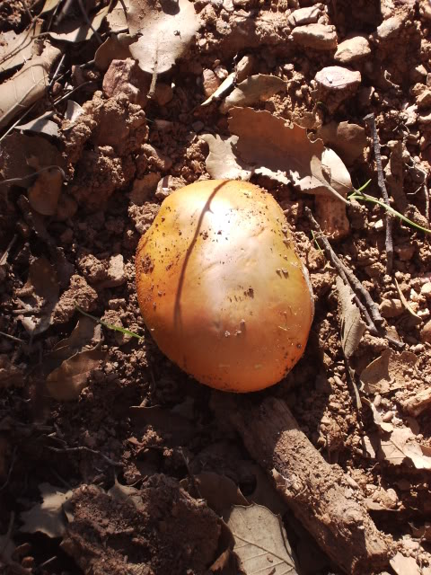 Cesareaoides.jpg