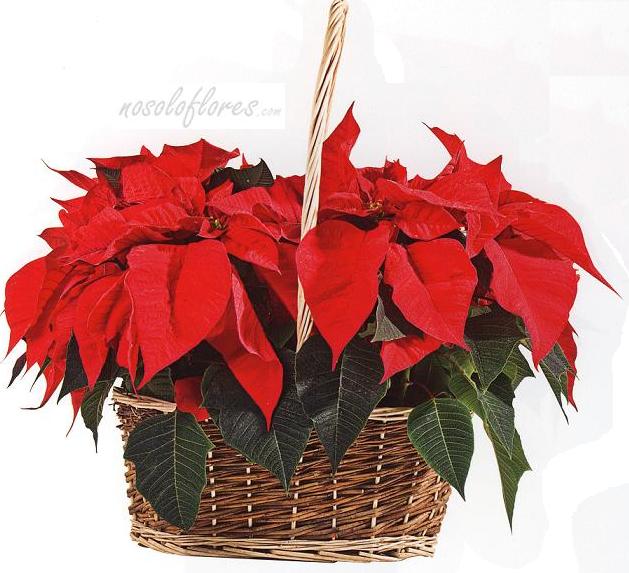 cesta_plantas_navidad.jpg