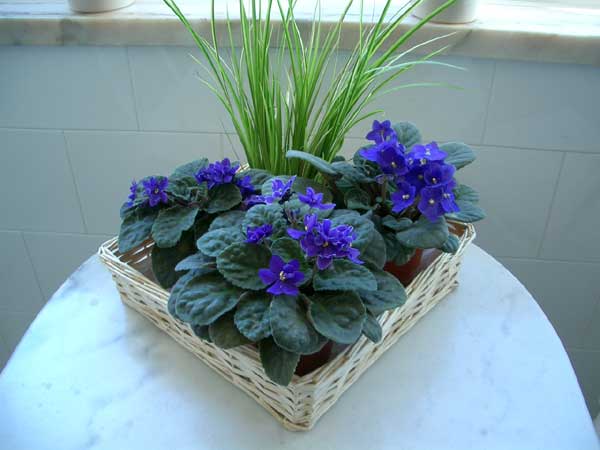 Cesto-de-violetas.jpg