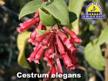 Cestrum%20elegans%20det1florb%20copia.jpg