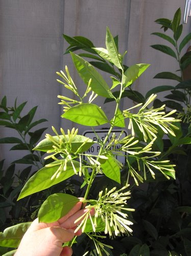 cestrum-713455.jpg