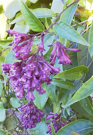 cestrum.jpg