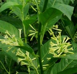 cestrum-nocturnum-01.jpg