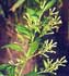 cestrum-nocturnum-flores.jpg
