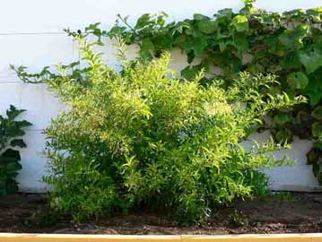 cestrum-nocturnum.jpg