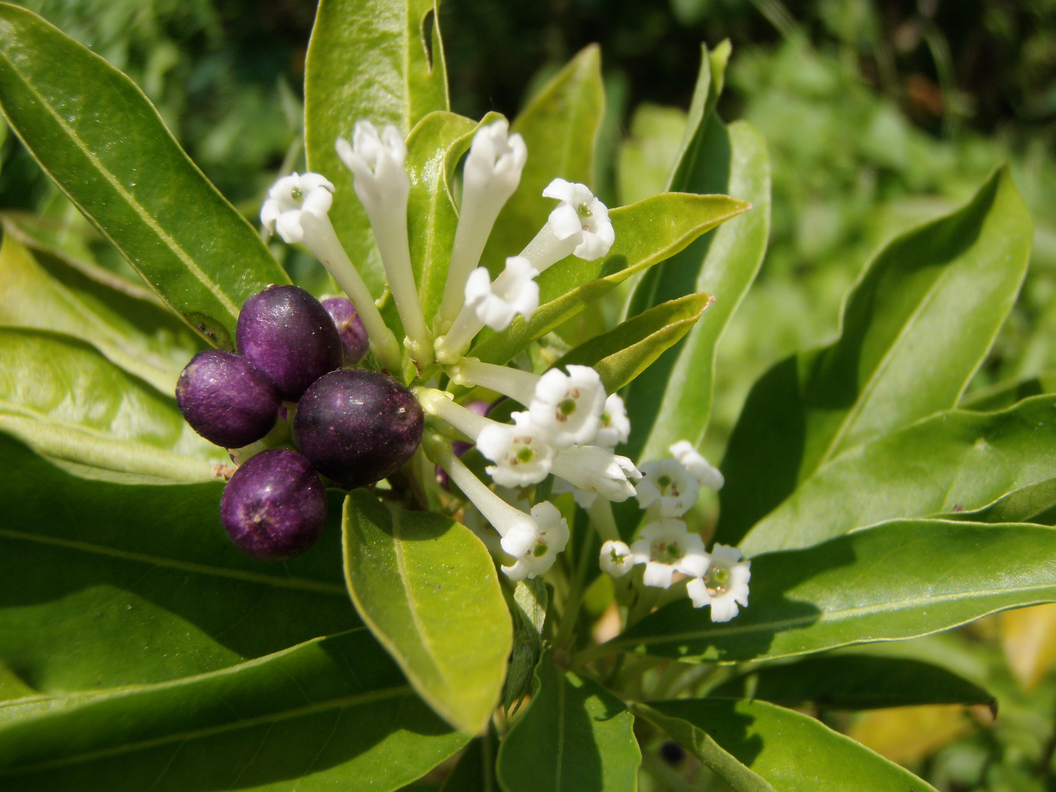 Cestrum_diurnum_-_Simurali_2011-10-05_050363.JPG