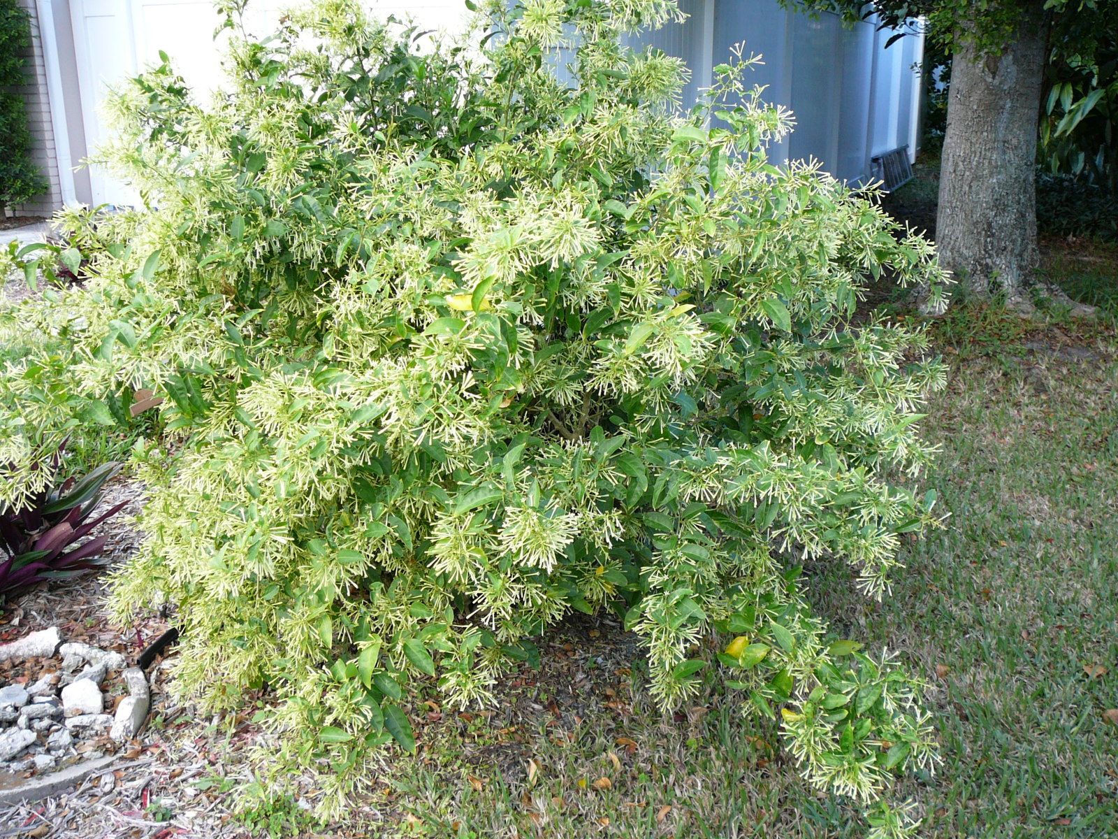 Cestrum_nocturnum_on_bush.jpg