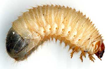 cet%20aur_larva.jpg