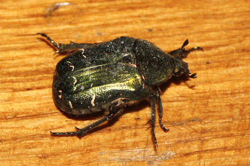 Cetonia_aurata.JPG