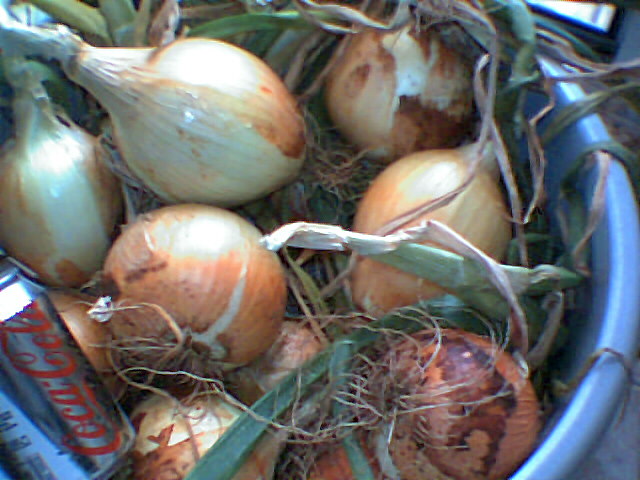 ceves_terrat_abril_08007.jpg