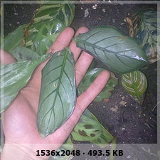 cf301ec77ad0ec2b9bd1699f2ab1540ao.jpg