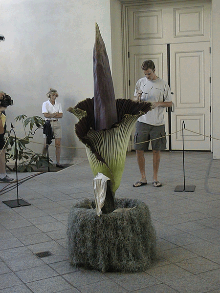 cflower5.gif