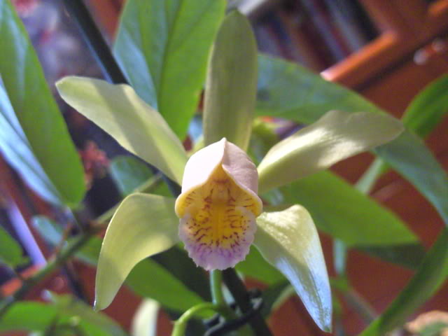 cforbesii003.jpg