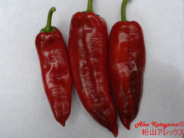 cgn%20%5B640x480%5D.JPG