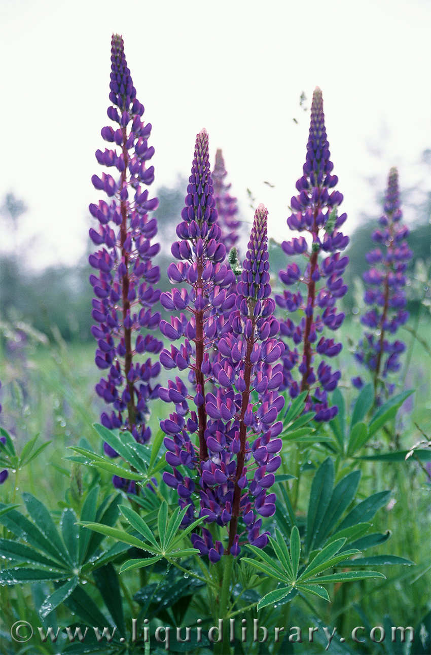 ch9_lupines.jpg