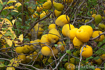 chaenomeles-japonica-11405103.jpg