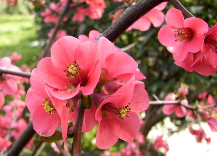 chaenomeles.jpg