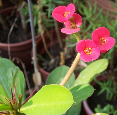 Chagal%20flor.jpg