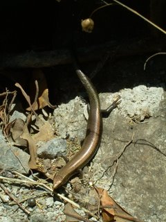 Chalcides%20viridanus%202.jpg