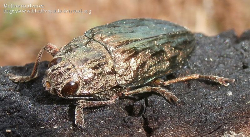 Chalcophora-mariana-(Linnaeus-1758)-428001.jpg