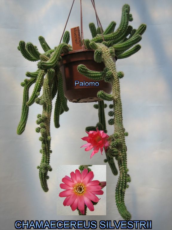 Chamaecereus+silvestrii.jpg