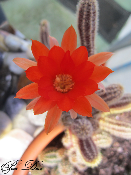 Chamaecereus+silvestriiEchinopsis+chamacereus+(4).png