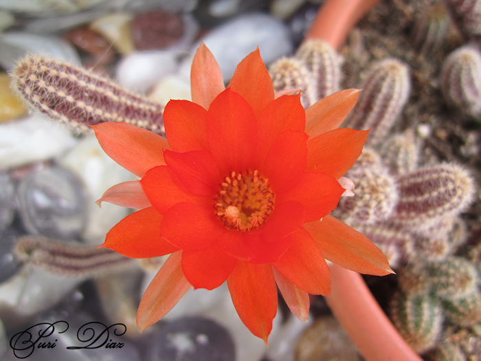 Chamaecereus+silvestriiEchinopsis+chamacereus+(5).png