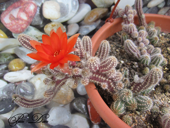 Chamaecereus+silvestriiEchinopsis+chamacereus+(6).png