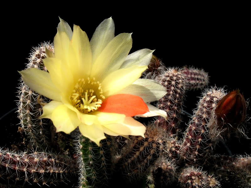 Chamaecereus1Papagei.jpg