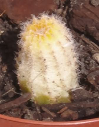 chamaecereusamarillo.jpg