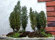 chamaecyparis-lawsoniana.jpg