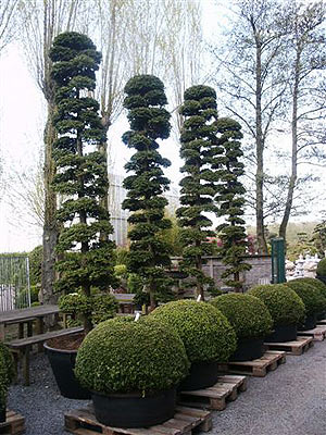 chamaecyparis_hinoki.jpg