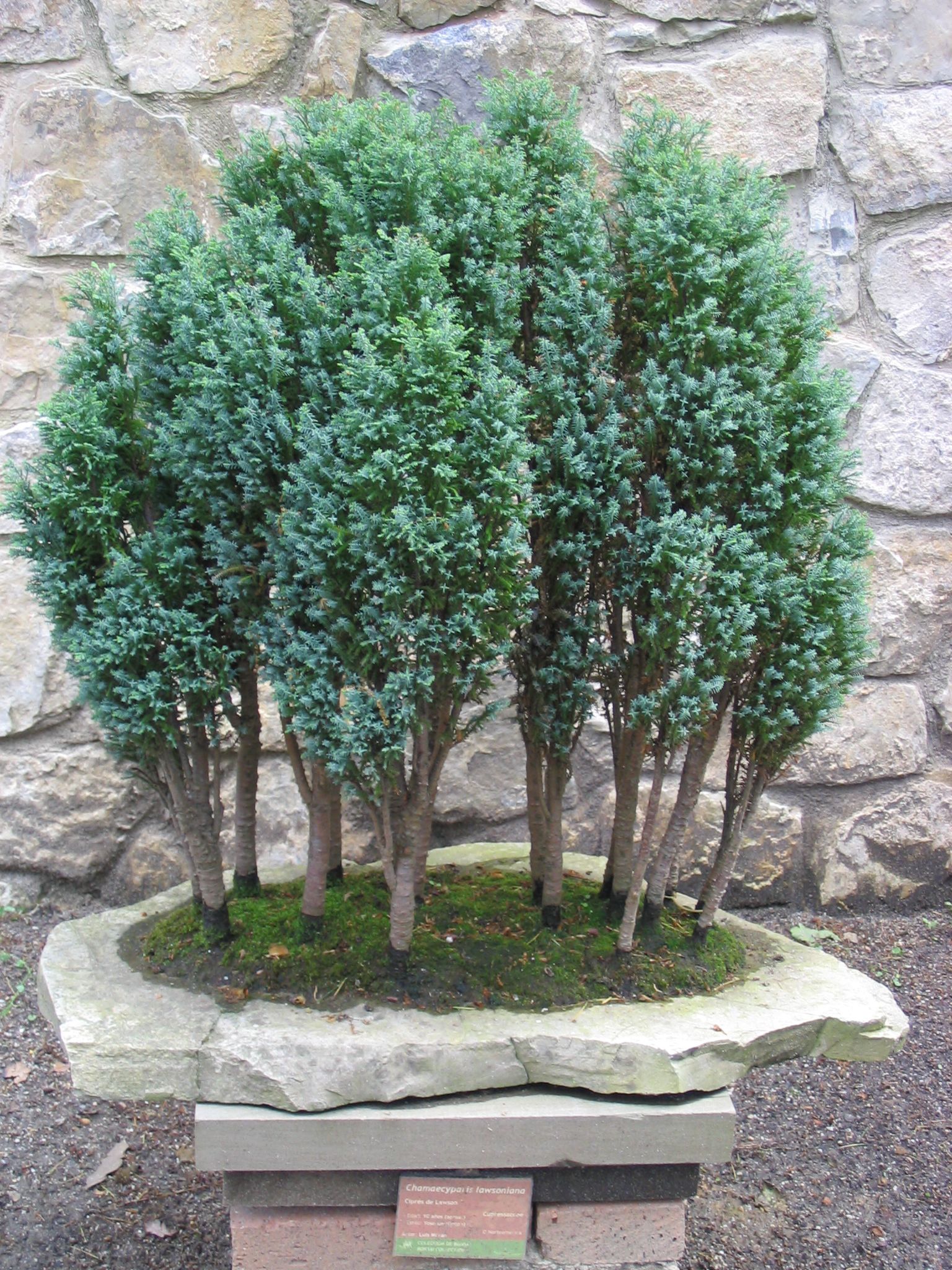 Chamaecyparis_lawsoniana-Bonsai.jpg
