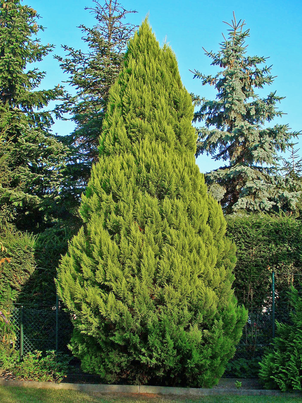Chamaecyparis_lawsoniana_001.JPG