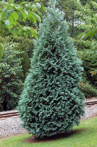 chamaecyparis_lawsoniana_alumii.jpg