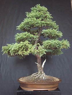 Chamaecyparis_pisifera_WP.jpg