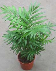 chamaedorea-elegans.jpg