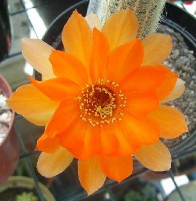 Chamaelobivia_x_cv_Escarlata_O_Hara_2.JPG