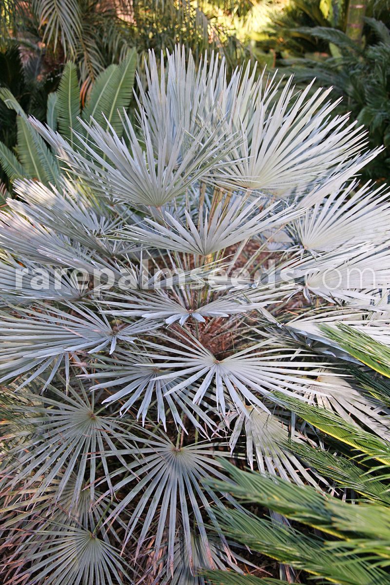 chamaerops-humilis-var-cerifera_0_2_800x1600_38f67.jpg